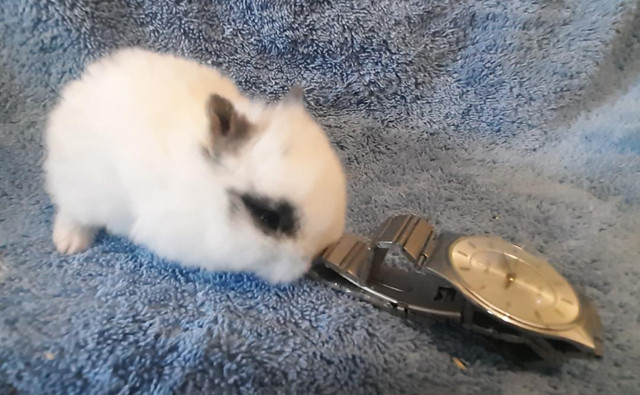 Top Featured Purebred Netherland Dwarf, Holland Lop, bunny rabbi in Small Animals for Rehoming in Oshawa / Durham Region - Image 3