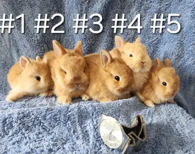 Top Featured Purebred Netherland Dwarf bunny rabbit, #Great for a gift for relieving from Pendemic a...