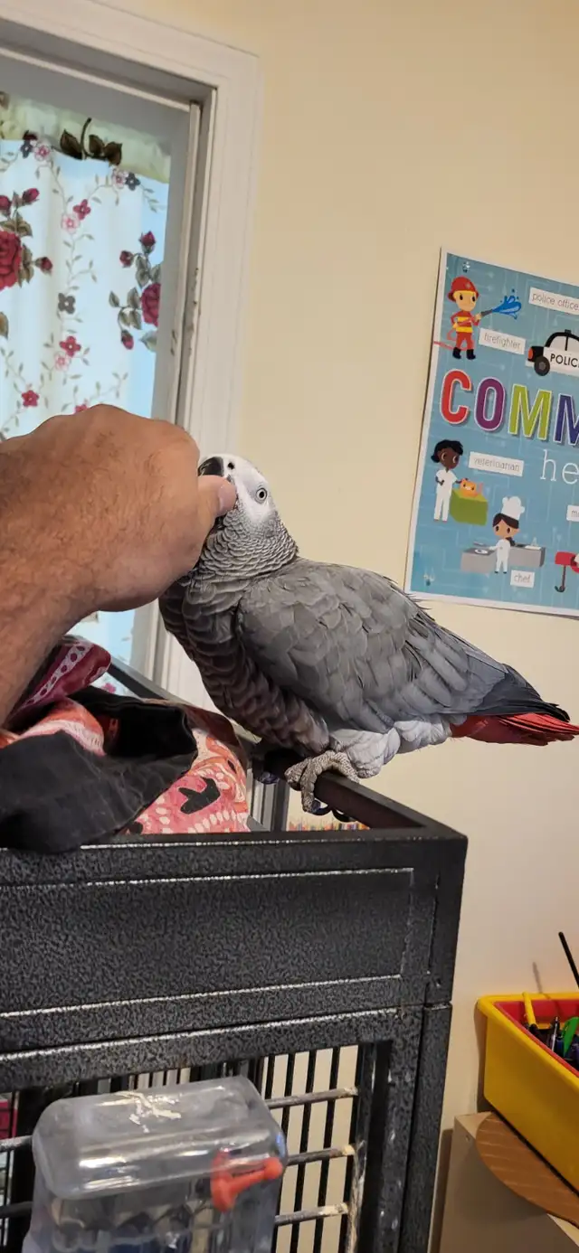 Female healthy and full flight African grey 11 year old , tamed in Birds for Rehoming in Tricities/Pitt/Maple - Image 2