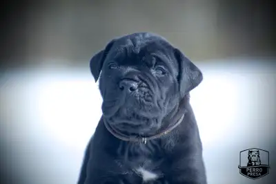 Presa Canario Puppies, View more