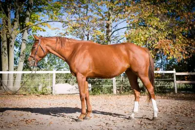 Several horses for lease or part board on property, View more