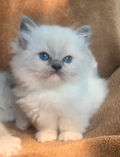 Chaton Munchkin, View more