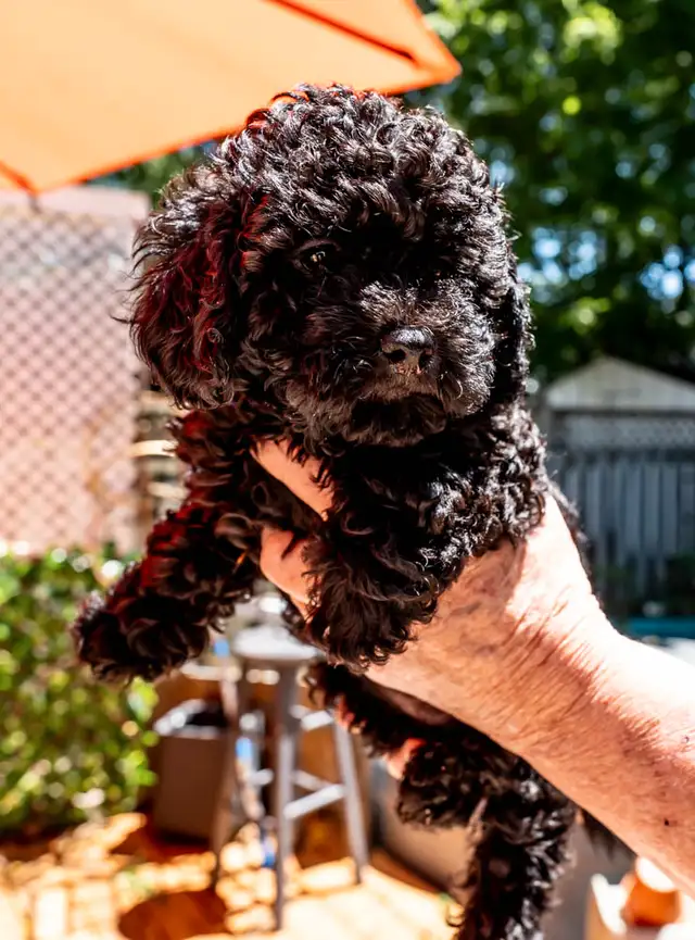 Silver Phantom Shi-Poo puppies - Ready for Adoption in Dogs & Puppies for Rehoming in Owen Sound - Image 23