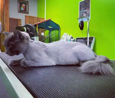 Cat & Dog grooming, View more