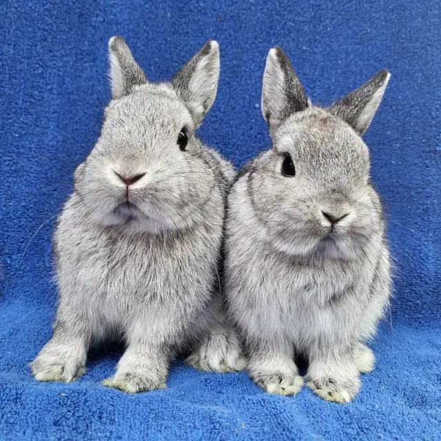 Bébé lapin néerlandais, bélier, tête de lion * baby bunny rabbit in Small Animals for Rehoming in West Island - Image 8