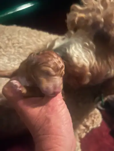 GOLDEN DOODLE CUDDLY PUPPIES!!, View more