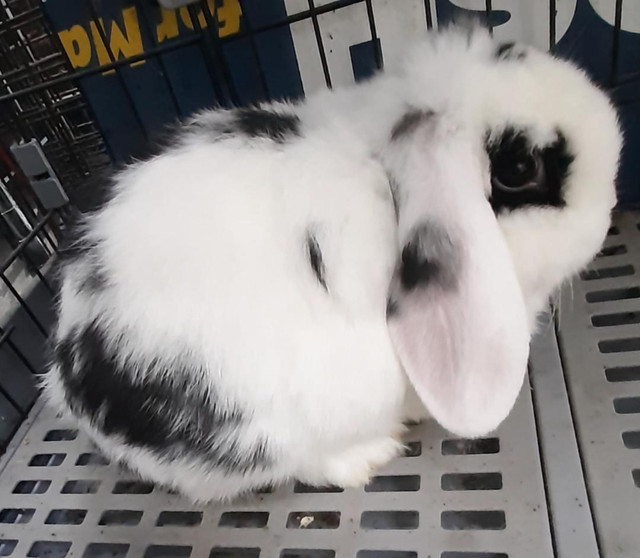 Top Featured Purebred Holland Lop, Netherland Dwarf, Hotot baby in Small Animals for Rehoming in City of Toronto