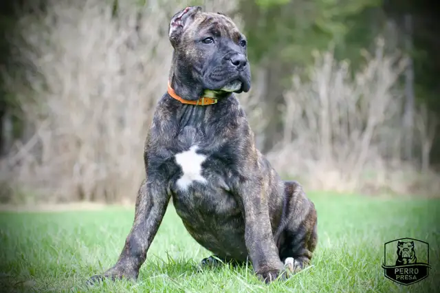 Presa Canario Puppies *Ready Now* in Dogs & Puppies for Rehoming in City of Toronto - Image 10