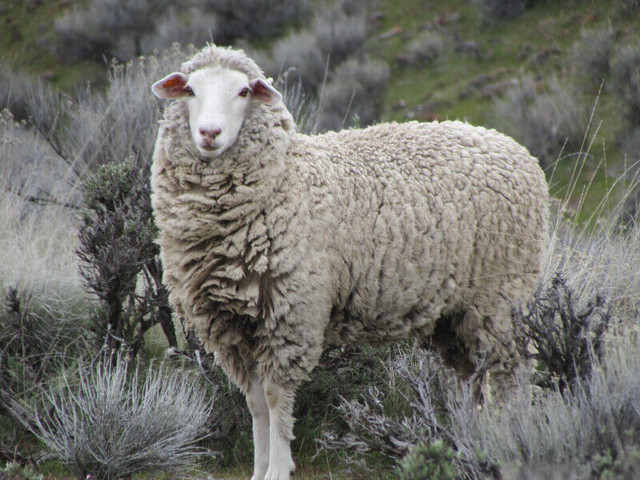 Looking for sheeps wool in Other in Moncton - Image 2