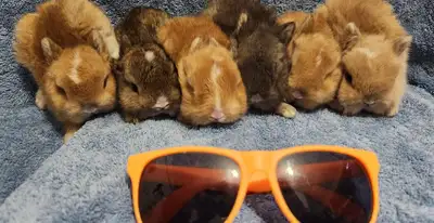 Top Featured Purebred Netherland Dwarf bunny rabbit, #Great for, View more