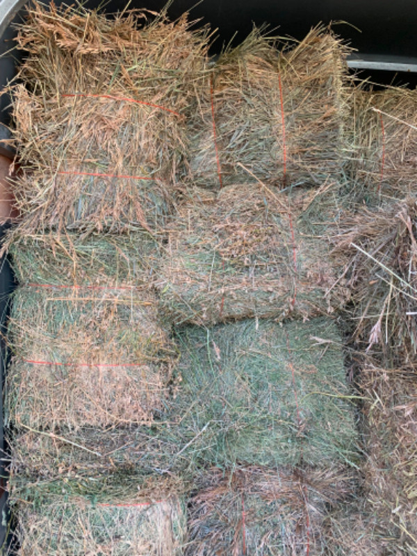 Square bales in Livestock in Swift Current - Image 2