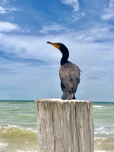 Attention 2026 Snowbirds:  Naples Florida Vacation Rental, View more