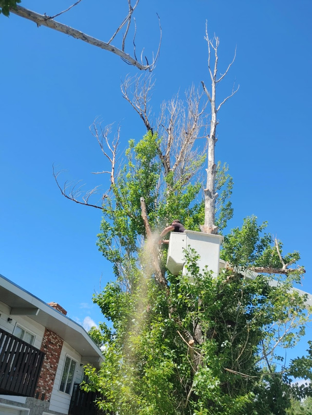 Affordable Tree Removal, Cutting & Stump Grinding - Calgary in Other in Calgary