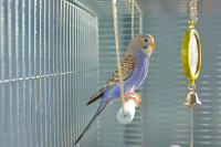 The Best Deals To Shop  Kijiji  Parakeet at Pets kingdom Oshawa