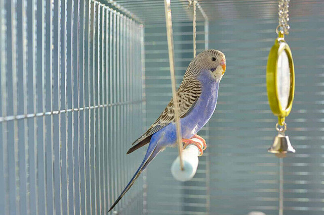 The Best Deals To Shop  Kijiji  Parakeet at Pets kingdom Oshawa in Birds for Rehoming in Oshawa / Durham Region - Image 2