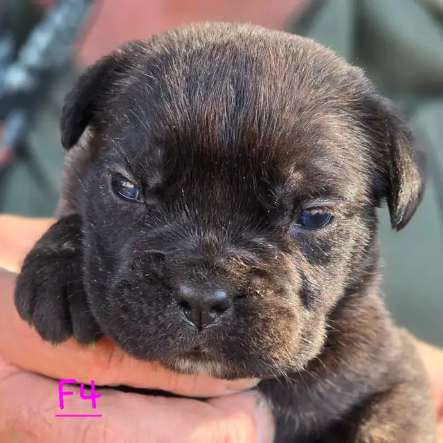 WORLD CLASS CANE CORSO PUPPIES in Dogs & Puppies for Rehoming in Vancouver - Image 13