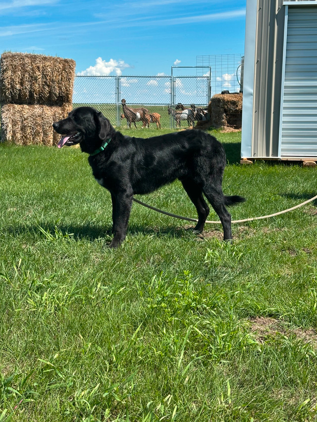 Maremma Cross Dogs in Dogs & Puppies for Rehoming in Calgary - Image 4