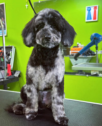 Dog and Cat grooming! WEEKEND APPTS