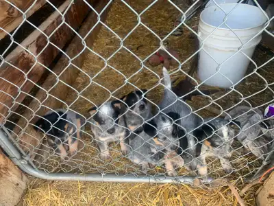 blue heeler puppies for sale, View more