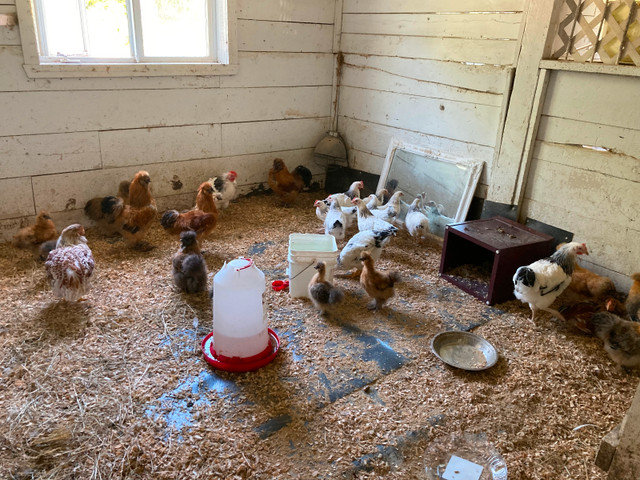 CANARDS  et POULES à vendre $10.00 dans Oiseaux à adopter  à Sherbrooke - Image 2