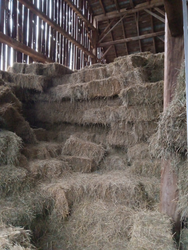 Hay for sale in Livestock in Kawartha Lakes - Image 3