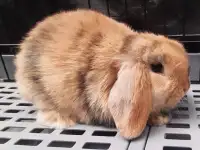 Beautiful Purebred Holland Lop baby bunny rabbit baby 8 weeks yo