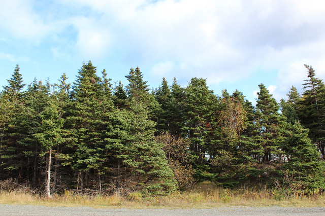 Beautiful location to build a beautiful home! in Land for Sale in St. John's - Image 4