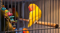 All SOLD Love bird babies lutino fisher