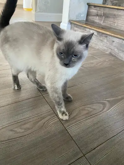 3 cats/kittens for rehoming for free, View more