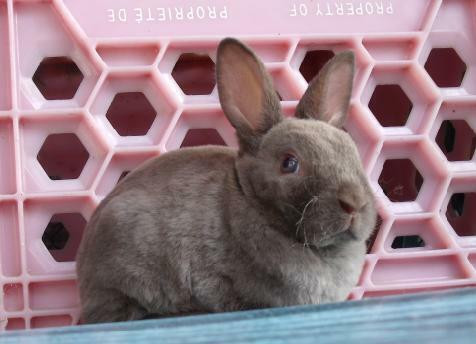 Bébés lapins & lapines Rex Miniature dans Petits animaux à adopter  à Laval/Rive Nord - Image 3