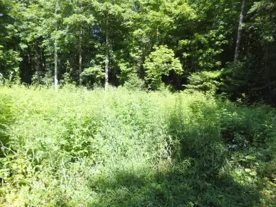 7.5 Acres Haliburton with Financing $737 per month, View more