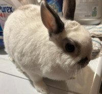 Adult Female Netherland DwarfCall for more info. The ad has pos City of Toronto Toronto (GTA) Preview