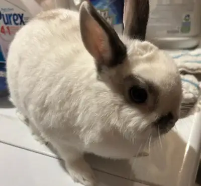 Adult Female Netherland DwarfCall for more info. The ad has pos, View more