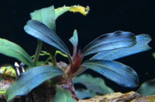 Aquarium aquatic plants "LOCALLY GROWN" in Fish for Rehoming in St. Catharines - Image 3