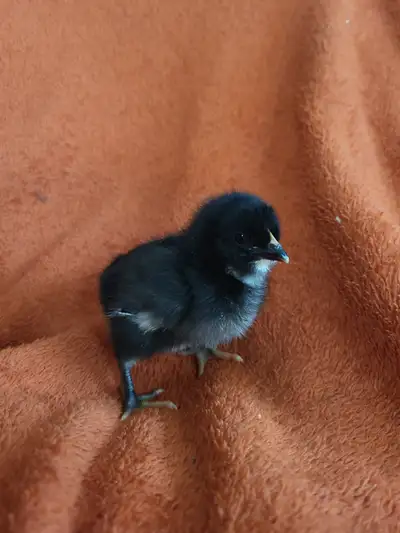 Ces bébés magnifiques ont été éclos dans notre cuisine. Ils sont très habitués aux humains. Ces bébé...