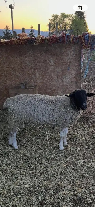 Dorper Rams for sale, View more