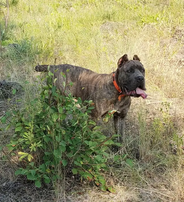 World Class Cane Corso Puppies in Dogs & Puppies for Rehoming in Vancouver - Image 10