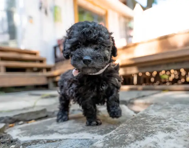 Silver Phantom Shi-Poo puppies - Ready for Adoption in Dogs & Puppies for Rehoming in Owen Sound - Image 14