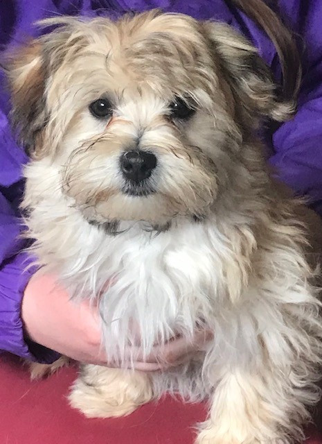 Purebred Havanese Puppies in Dogs & Puppies for Rehoming in Kitchener / Waterloo