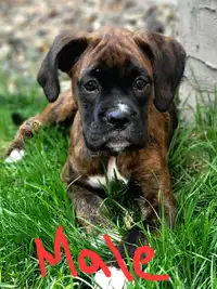 Boxer puppy for rehoming