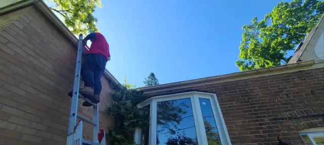 Cutting tree and roofing518065397129564163