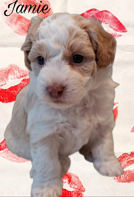Purebred Havanese Available May 14 2024 in Dogs & Puppies for Rehoming in Comox / Courtenay / Cumberland - Image 2