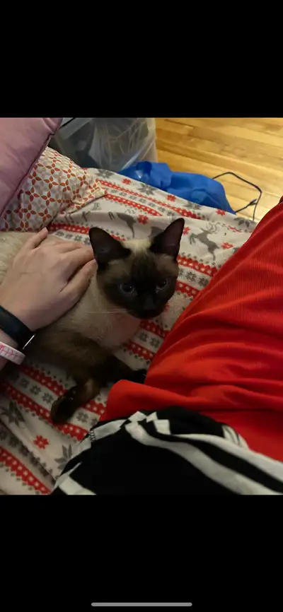 Coucou , Greeting ☀️☀️☀️ Nous avons un belle chatte Siamois Siamoise plus adorable et la plus enjoue...