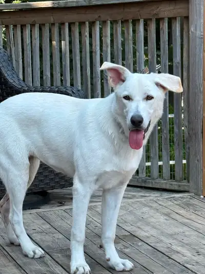 Purebred  White Shepherd Female, View more