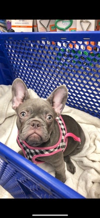 FRENCH BULLDOG PUPPY