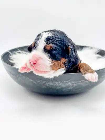 Mini Bernese/Unfurnished Bernedoodles- Established Breeder, View more