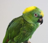 Looking for Amazon or African Grey or Senegal Parrot