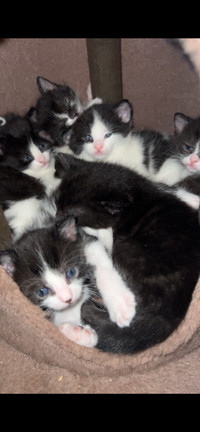 Cute mixed Kittens Russian blue