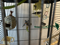 ZEBRA BIRD WITH CAGE WITH 6 BIRDS, FRIENDLY, BEAUTIFUL, QUIET