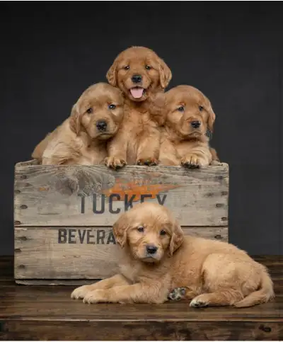 American Retriever Puppies, View more